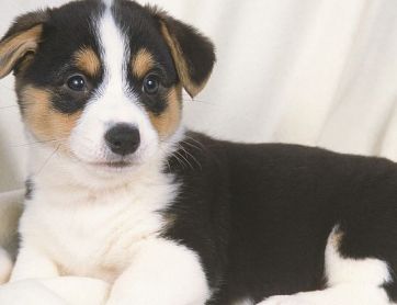 black corgi puppy