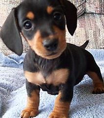 black dachshund puppy