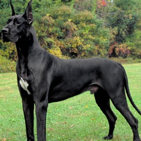 black great dane