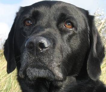 black lab