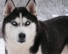 black alaskan husky