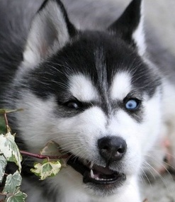 black siberian husky puppy