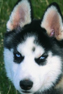 black siberian husky