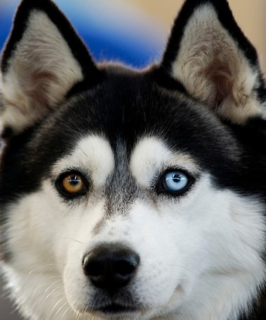 husky dog