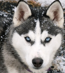 husky in snow