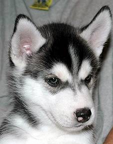 black white husky puppy