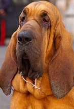 bloodhound dog