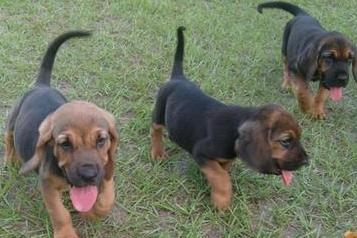 bloodhound puppies