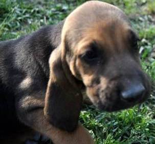 bloodhound puppy