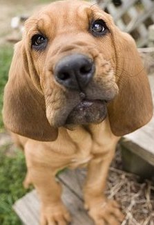 bloodhound puppy