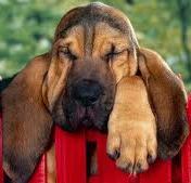 bloodhound puppy for sale