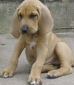 bloodhound puppy