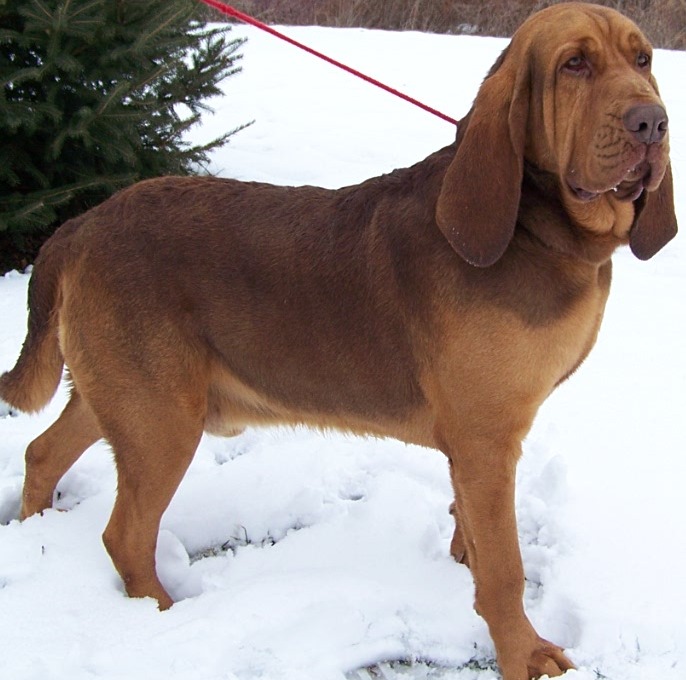 bloodhound