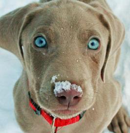 blue eye weimaraner puppy