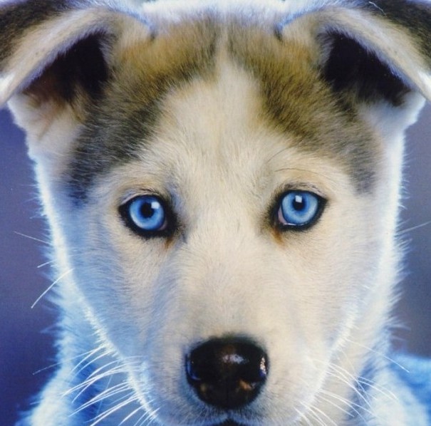 blue eyes husky puppy