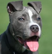 blue nose pitbull dog