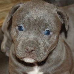 blue nose pitbull puppy