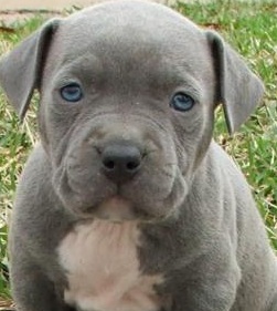 blue nose pitbull