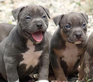 blue pitbull puppies