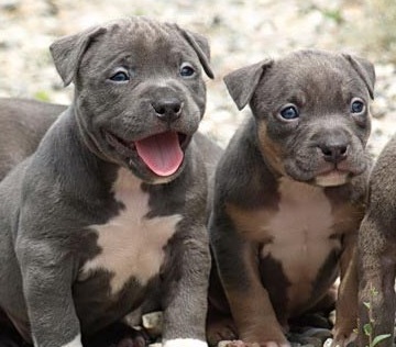 Blue Pitbull Puppies on Blue Pitbull Puppies   Pictures Of The Blue Pitbull