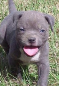 blue pitbull puppy