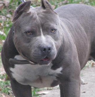 blue pitbull