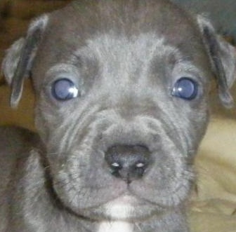 cute blue nose pitbull puppy