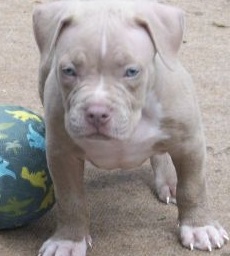 male blue pitbull puppy