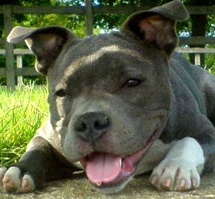 pitbull