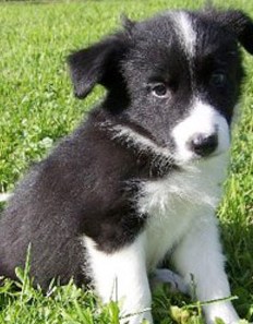 border collie puppies