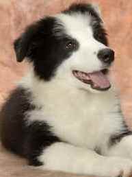 border collie puppy