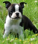 boston terrier puppies