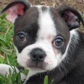 boston terrier puppy