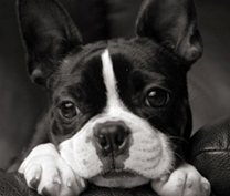 boston terrier puppy