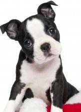 boston terrier puppy