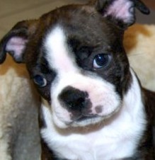 boston terrier puppy