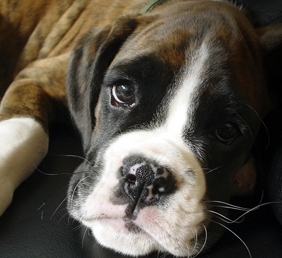 boxer dog