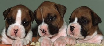 boxer puppies for sale