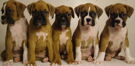 boxer puppies