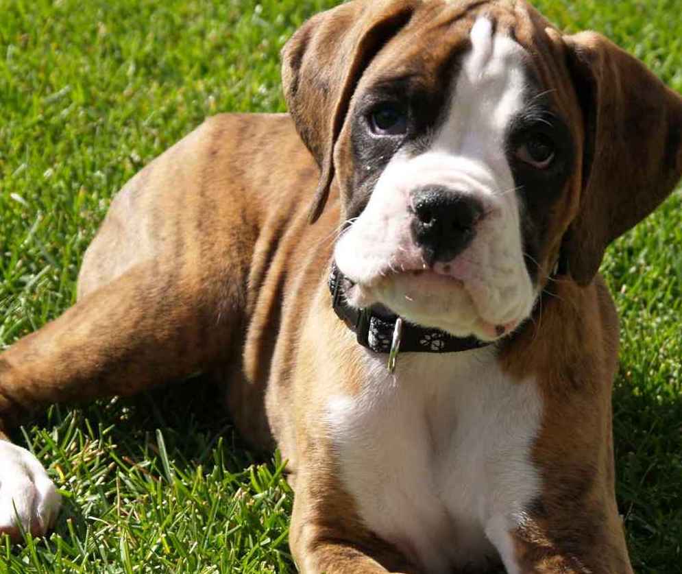 boxer puppy