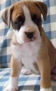 boxer puppy for sale