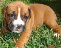 boxer puppy mix