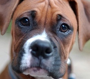 boxer puppy