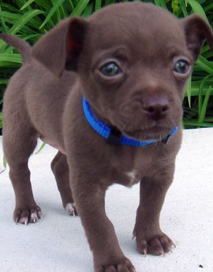 brown chihuahua puppy