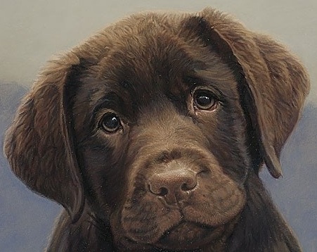 brown lab puppy
