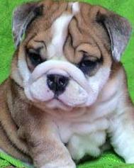 bulldog puppies