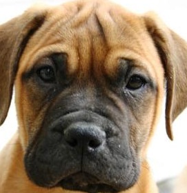 bullmastiff puppy