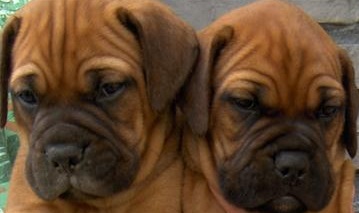 bullmastiff puppies