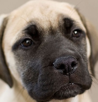 adorable bullmastiff