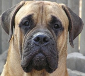 big bullmastiff